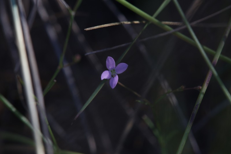 Scleromitrion largiflorens