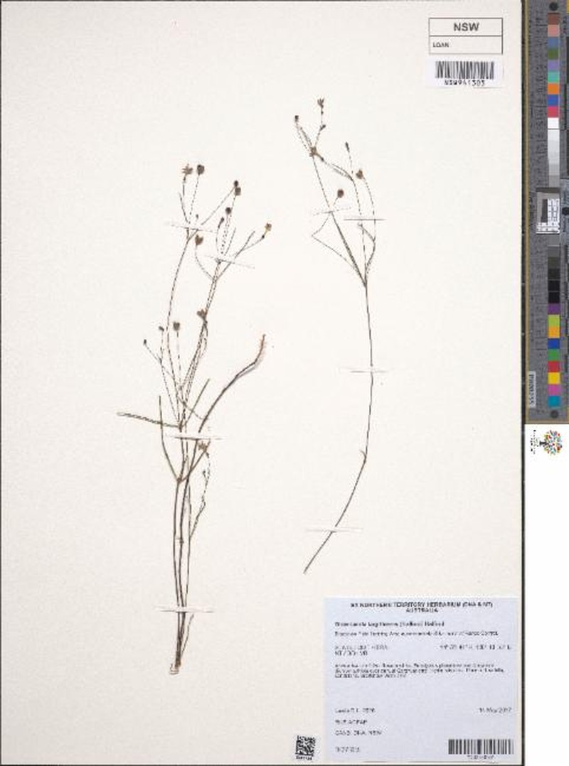 Scleromitrion largiflorens photo 2