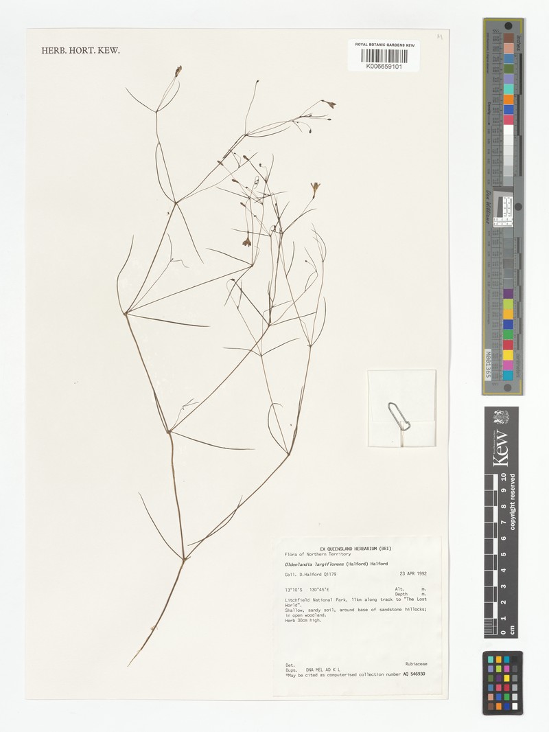 Scleromitrion largiflorens photo 3
