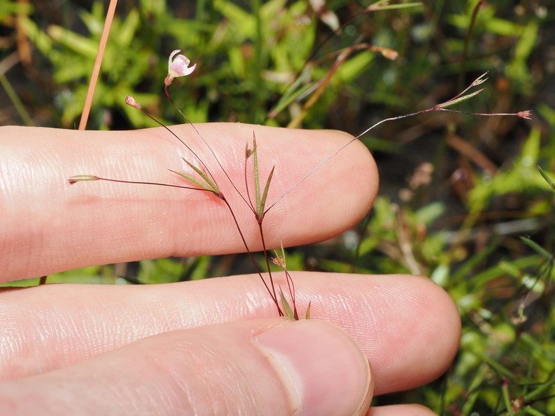 Scleromitrion leptocaule photo 3