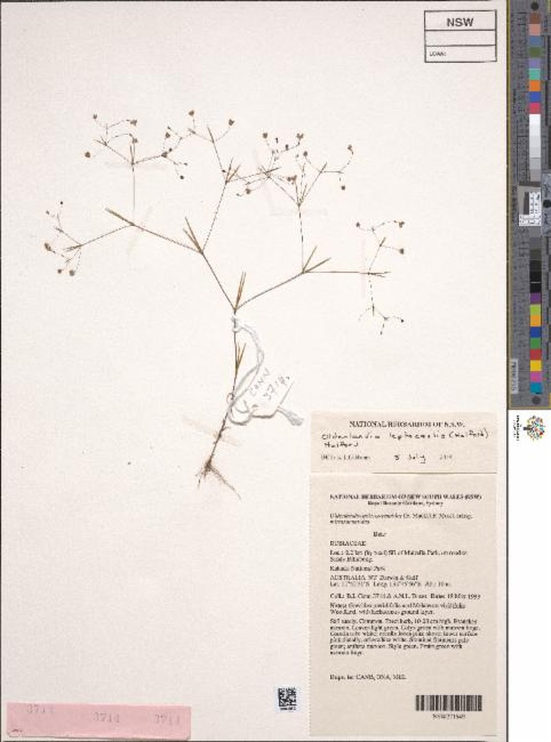 Scleromitrion leptocaule photo 4