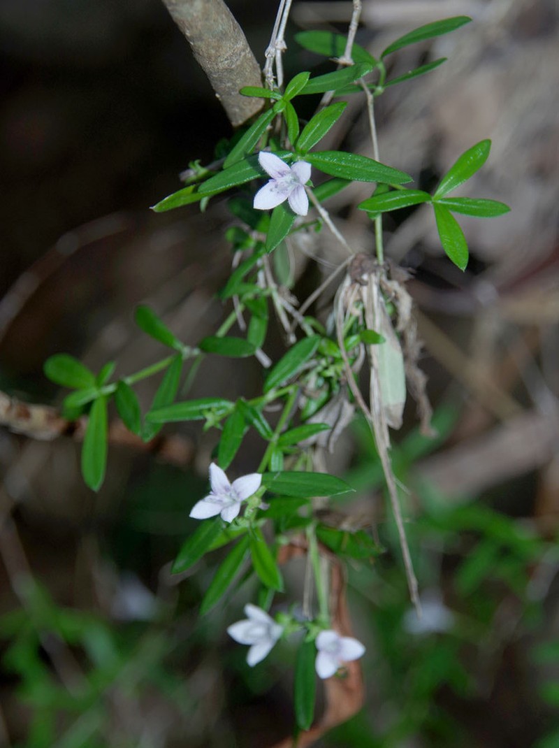 Scleromitrion polycladum