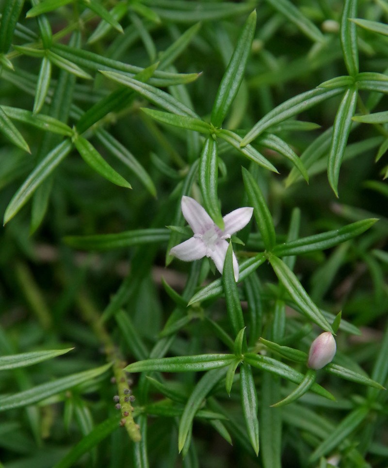 Scleromitrion polycladum photo 2