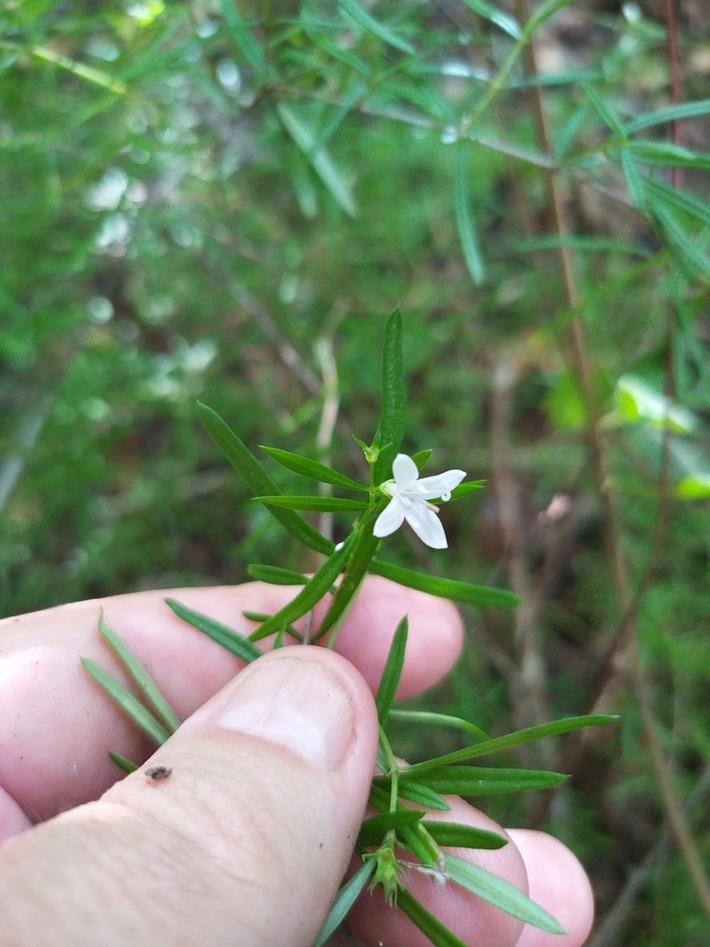 Scleromitrion polycladum photo 3