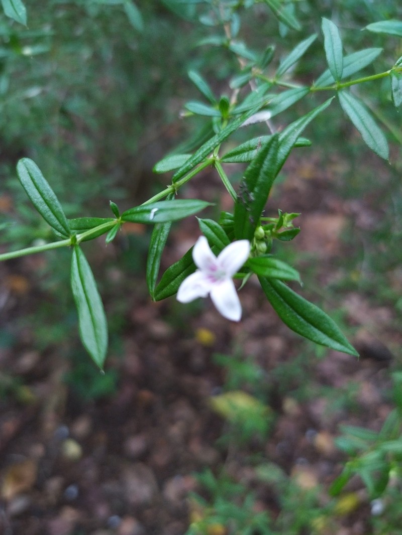 Scleromitrion polycladum photo 4