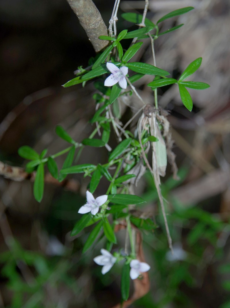 Scleromitrion polycladum photo 5