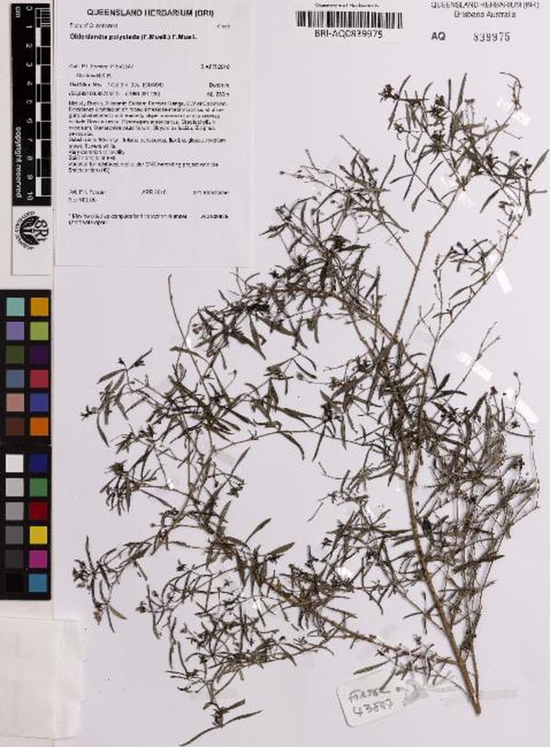 Scleromitrion polycladum photo 6