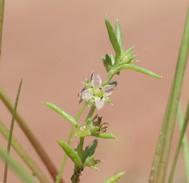 Scleromitrion scleranthoides photo 2