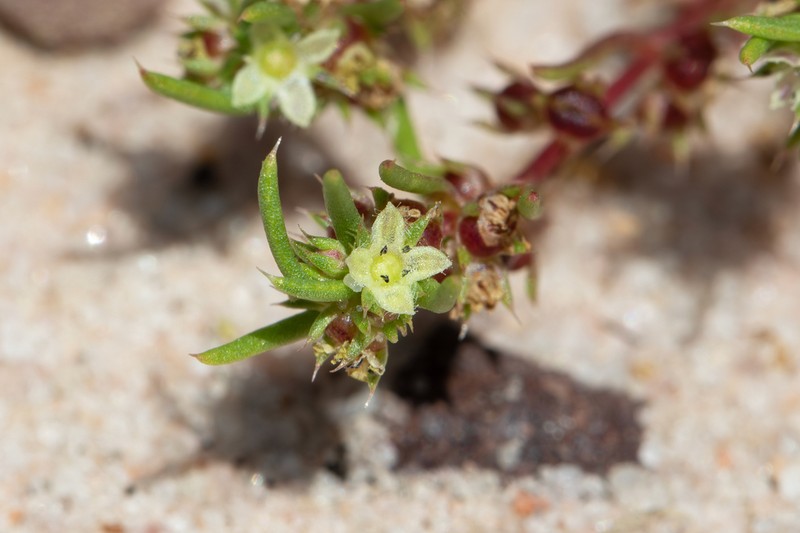 Scleromitrion scleranthoides photo 3
