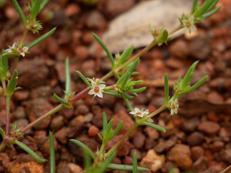 Scleromitrion scleranthoides photo 5