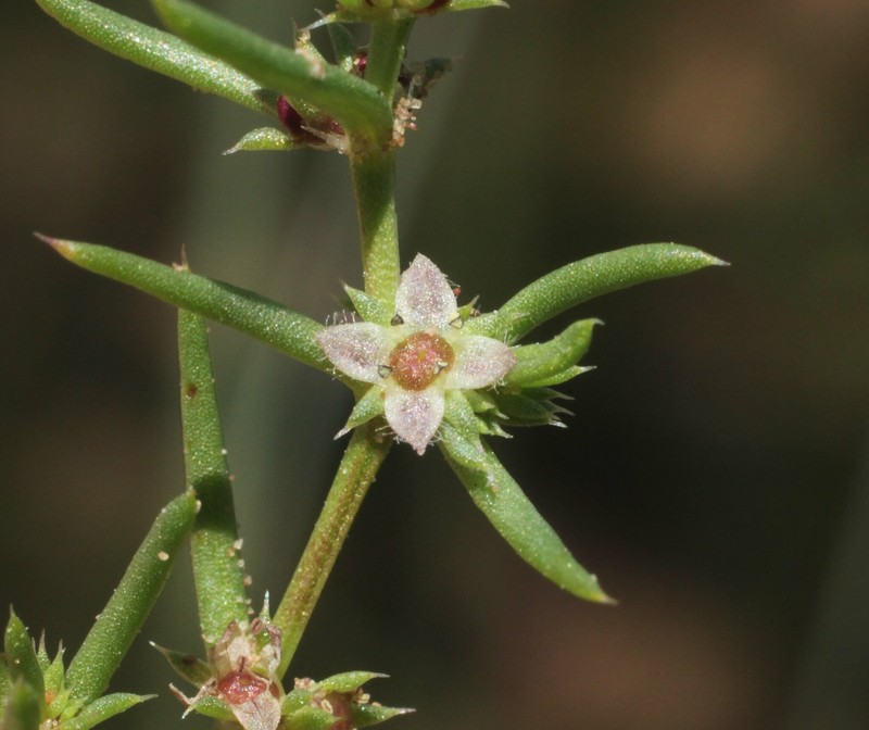 Scleromitrion scleranthoides photo 6