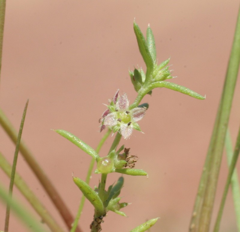Scleromitrion scleranthoides photo 7