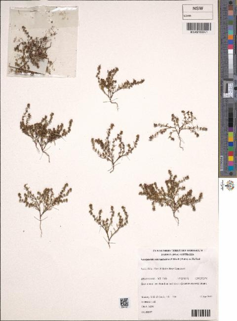 Scleromitrion scleranthoides photo 8