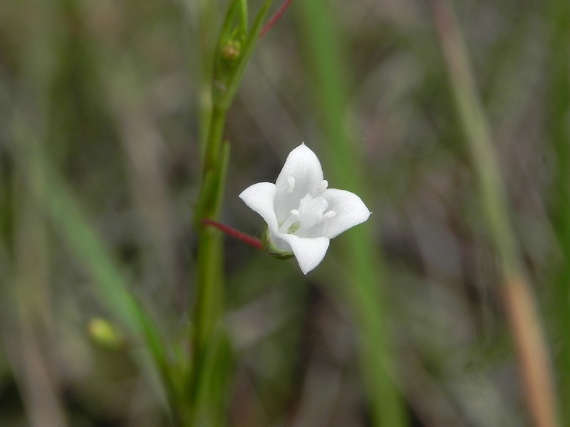 Scleromitrion subulatum