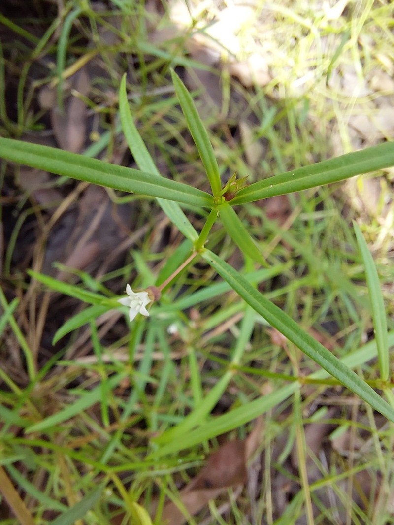 Scleromitrion subulatum photo 2
