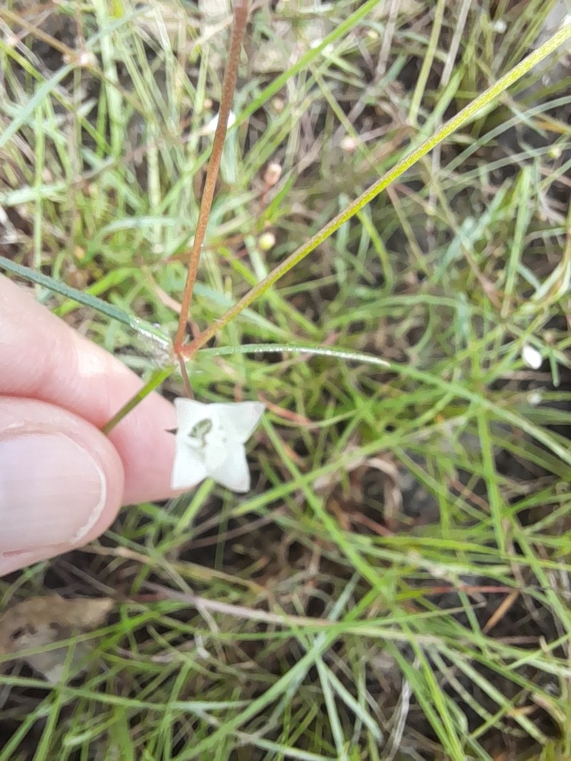 Scleromitrion subulatum photo 3