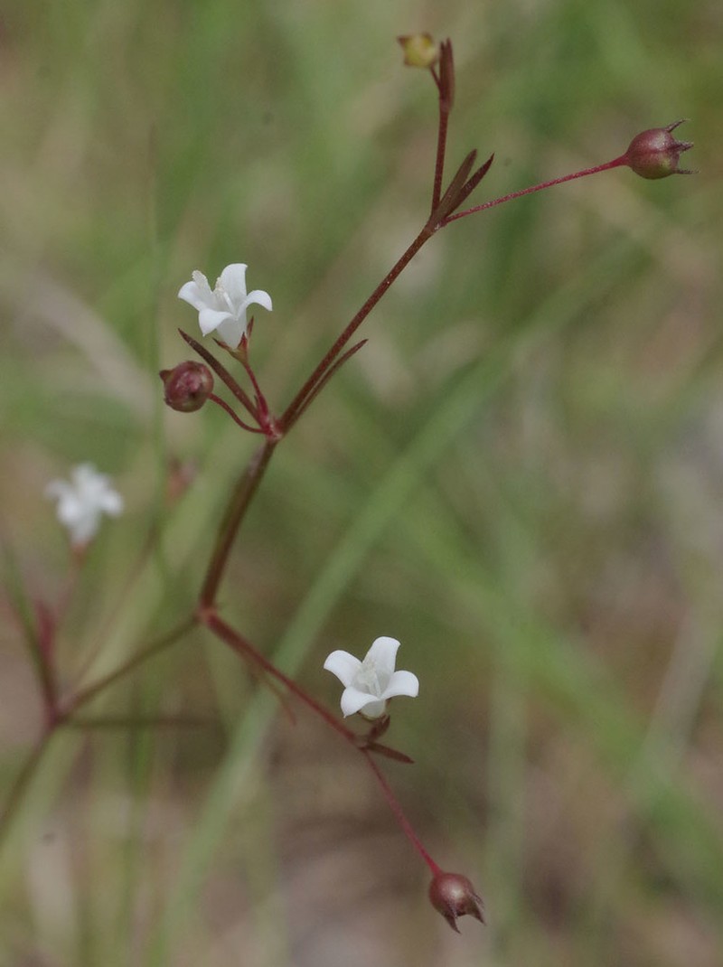 Scleromitrion subulatum photo 4