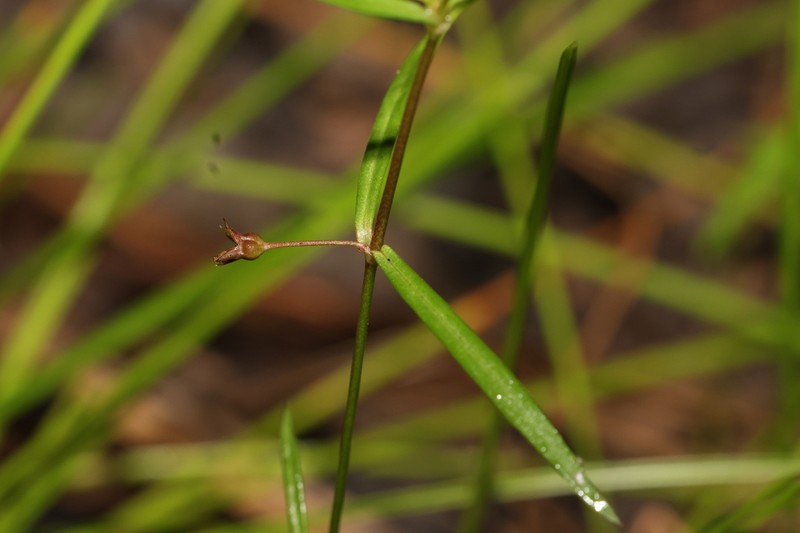 Scleromitrion subulatum photo 5