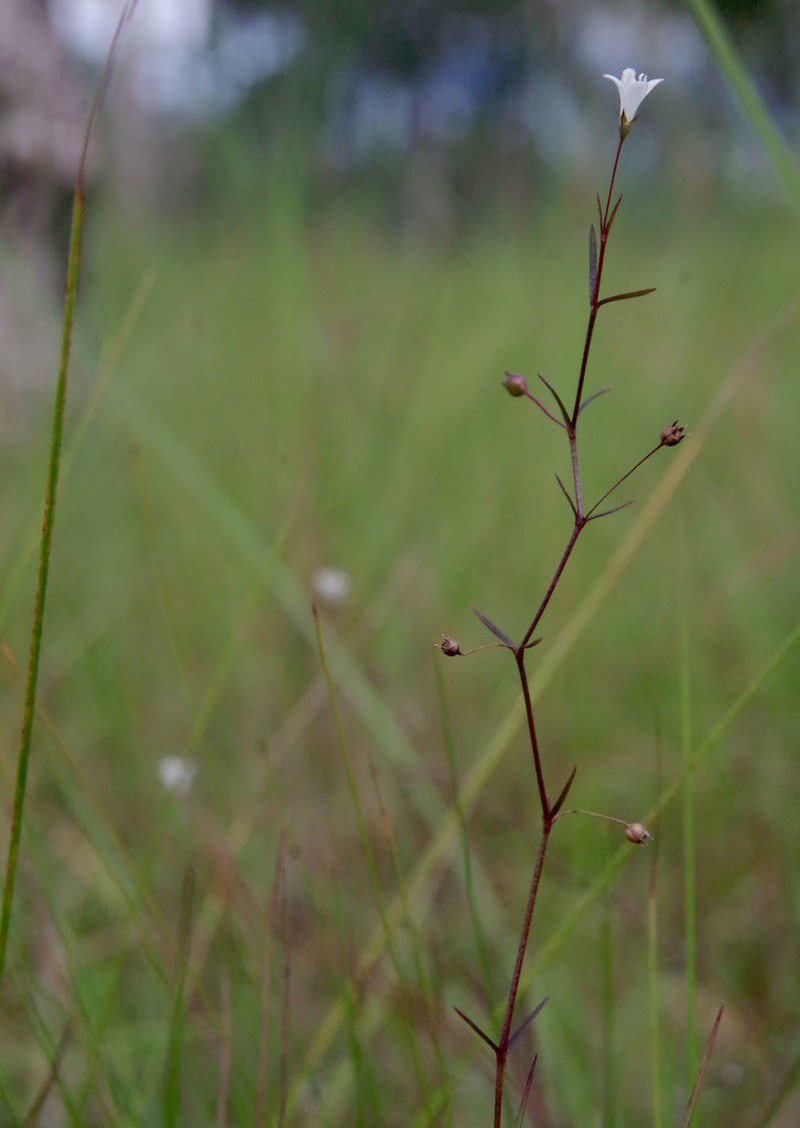 Scleromitrion subulatum photo 6