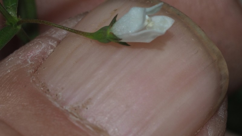 Scleromitrion subulatum photo 7
