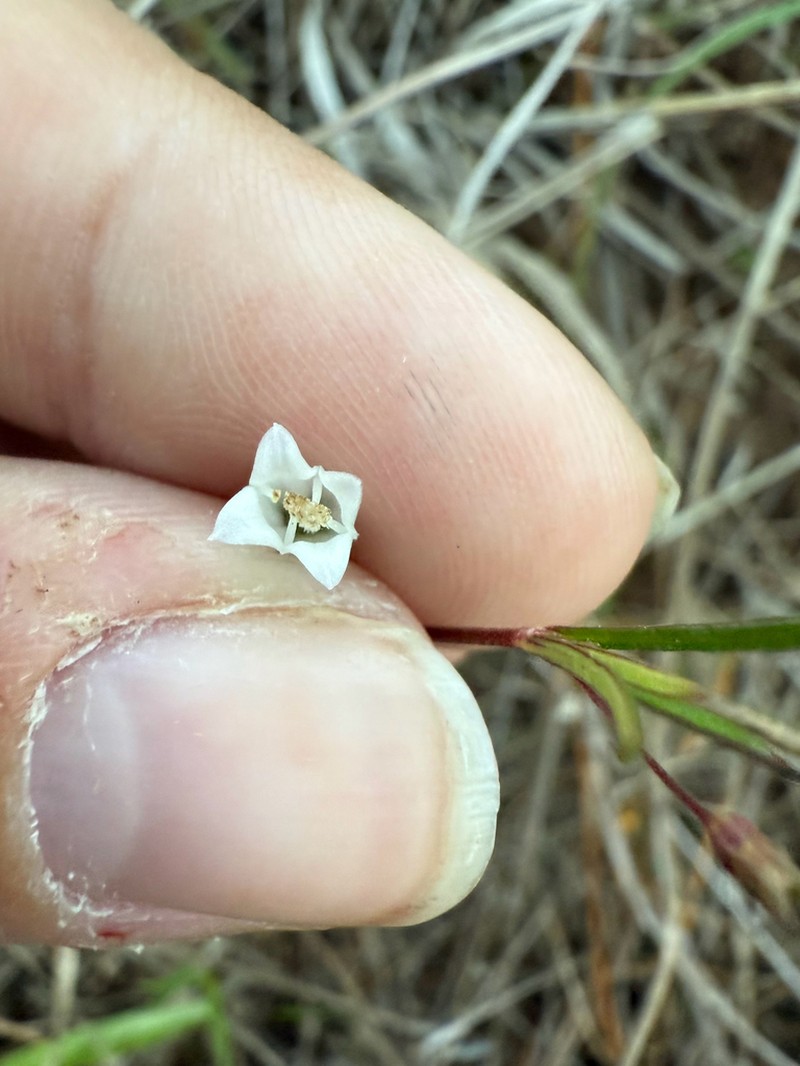 Scleromitrion subulatum photo 8