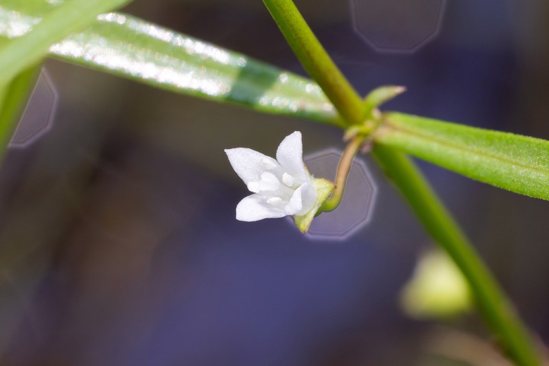 Scleromitrion tenuifolium