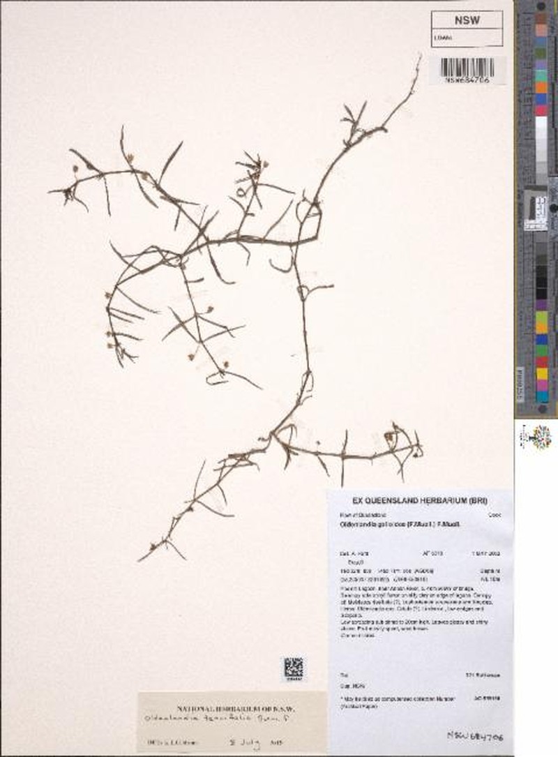 Scleromitrion tenuifolium photo 2