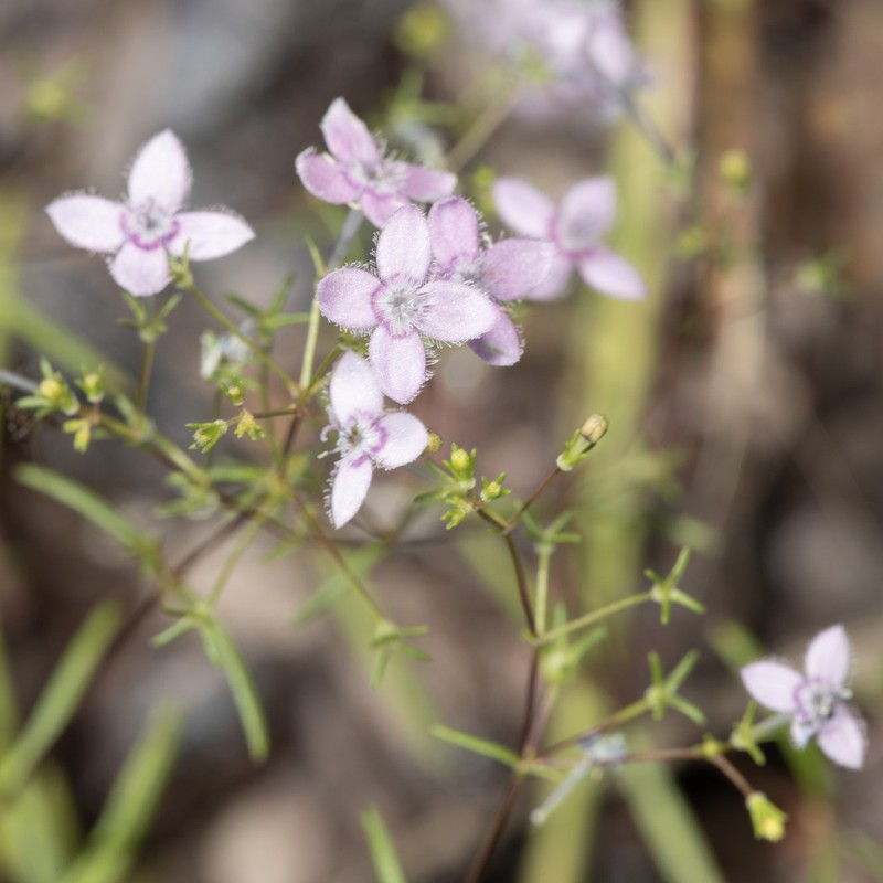 Scleromitrion thysanotum