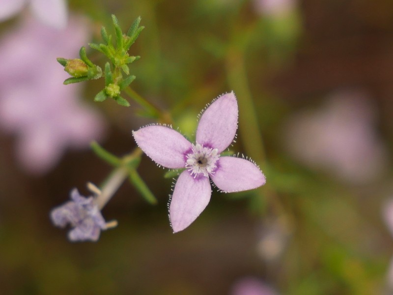 Scleromitrion thysanotum photo 2
