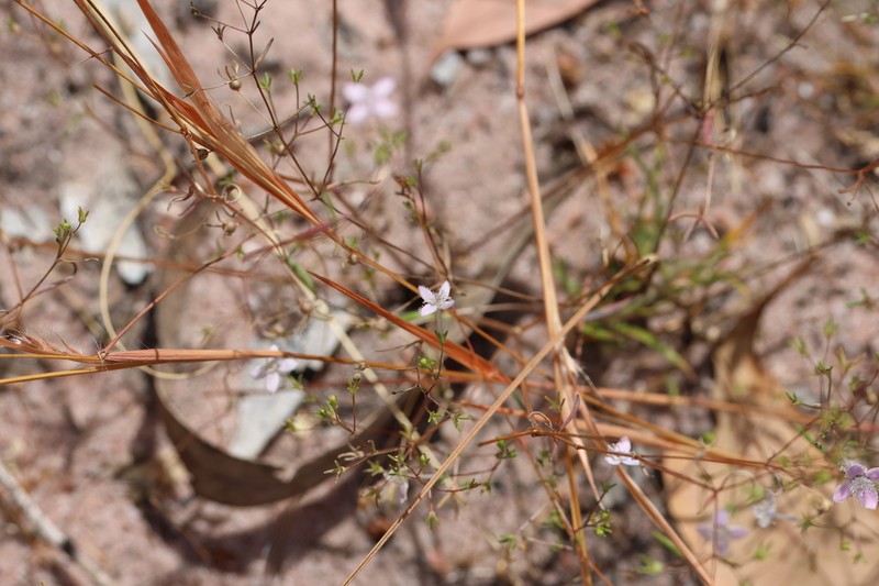 Scleromitrion thysanotum photo 3