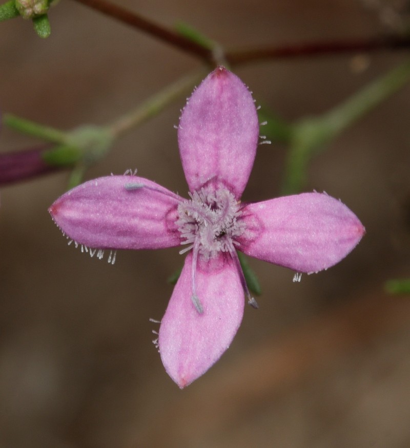 Scleromitrion thysanotum photo 4