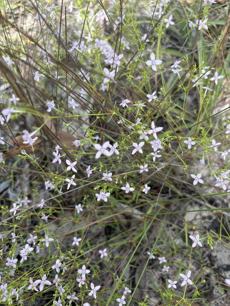 Scleromitrion thysanotum photo 6