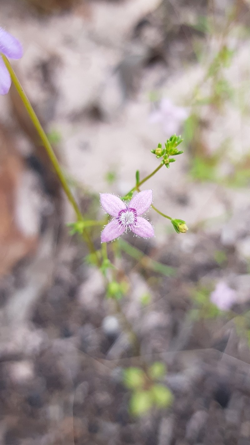 Scleromitrion thysanotum photo 7
