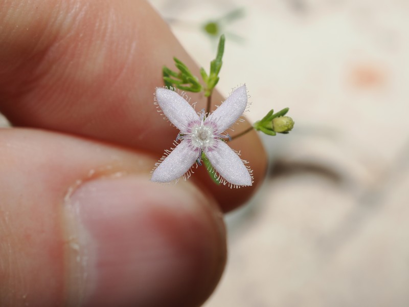 Scleromitrion thysanotum photo 8