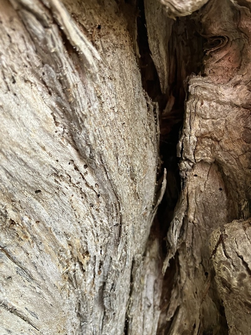 Sclerophora amabilis photo 2