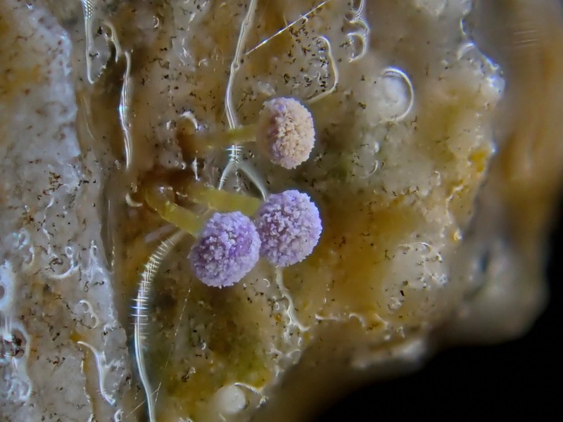 Sclerophora amabilis photo 3