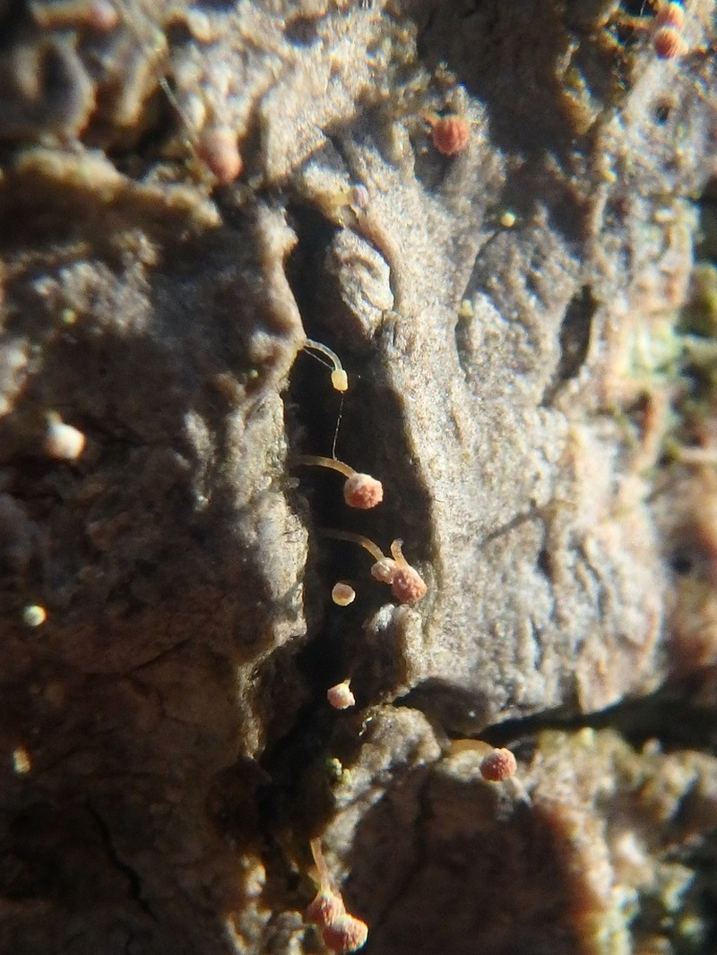 Sclerophora amabilis photo 4