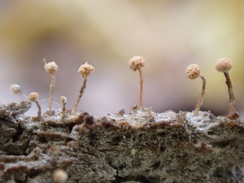 Sclerophora amabilis photo 5