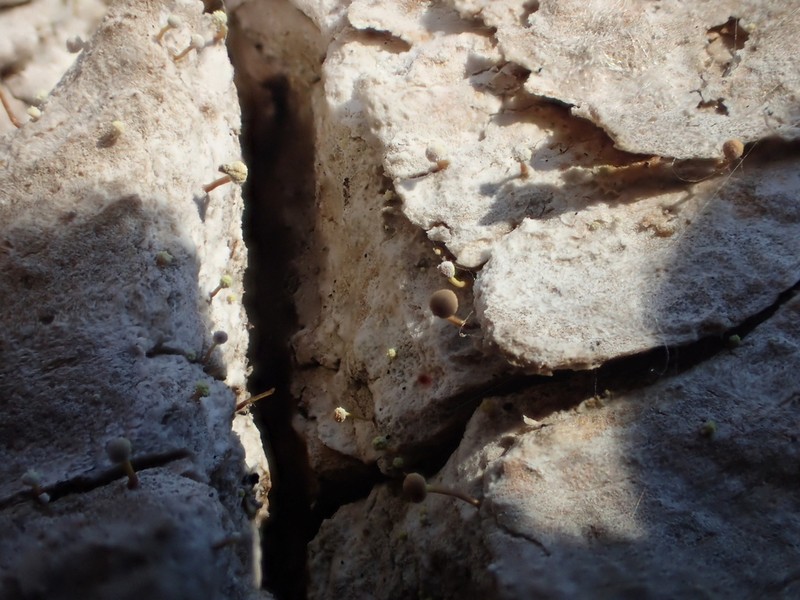 Sclerophora amabilis photo 6