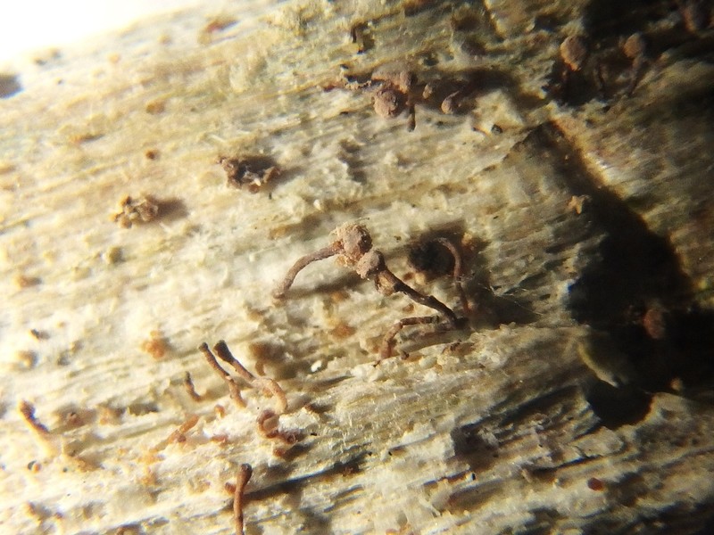 Sclerophora amabilis photo 7