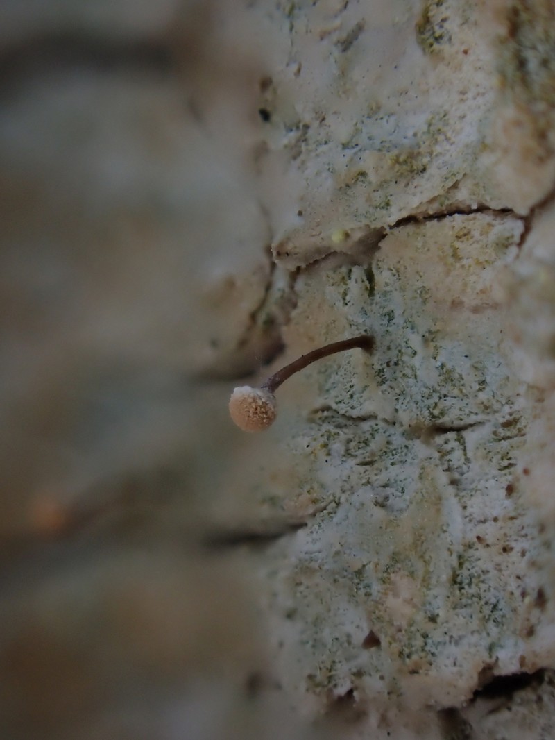 Sclerophora amabilis photo 8