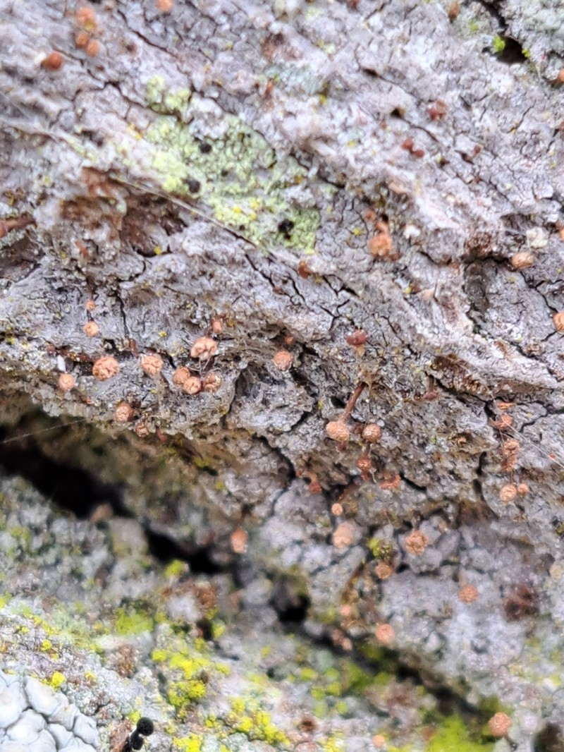 Sclerophora coniophaea