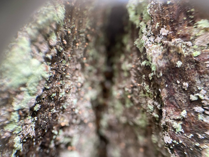 Sclerophora coniophaea photo 2