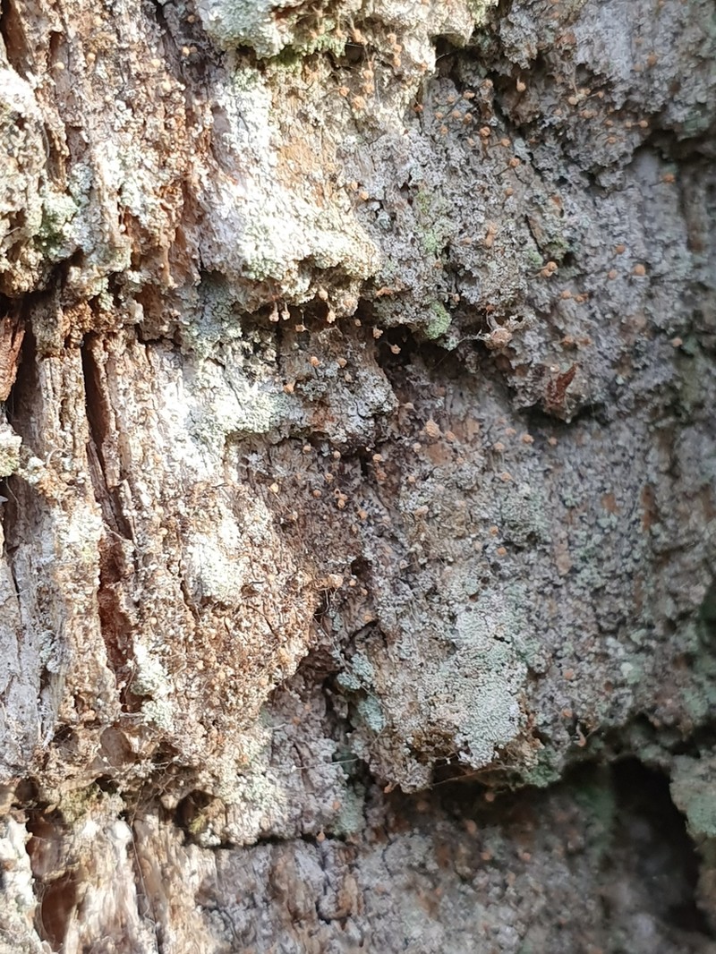 Sclerophora coniophaea photo 3
