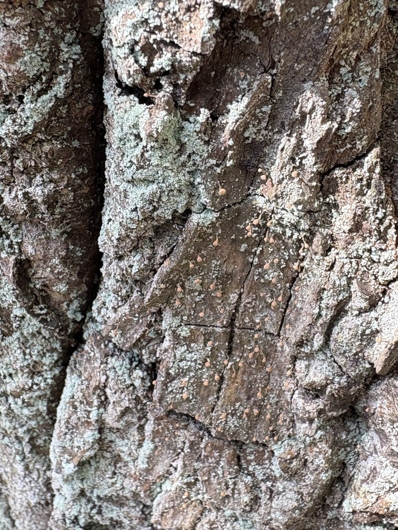 Sclerophora coniophaea photo 4