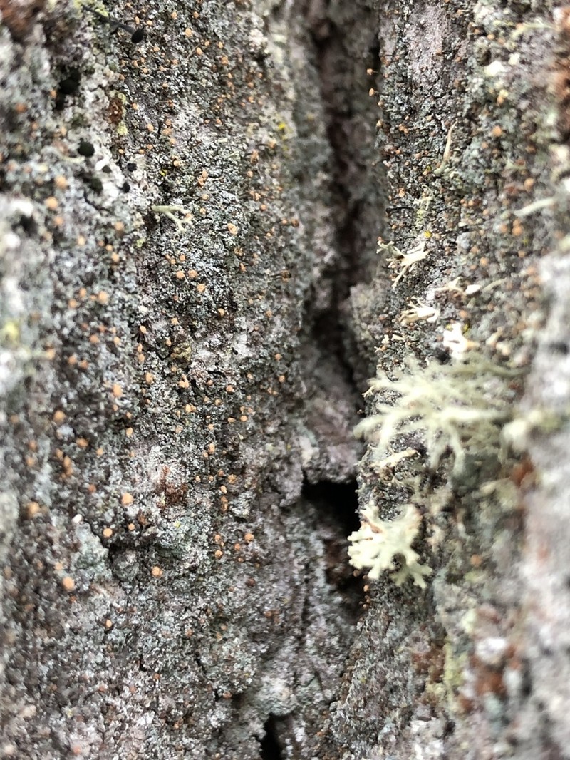 Sclerophora coniophaea photo 5