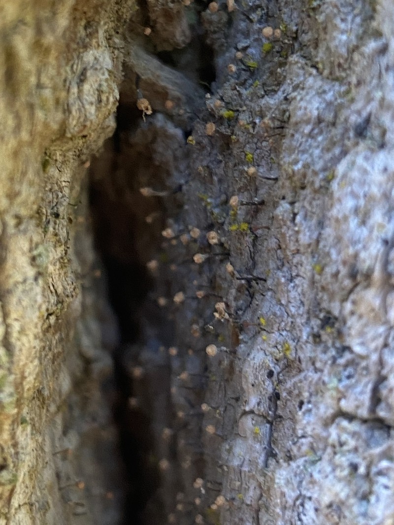 Sclerophora coniophaea photo 6