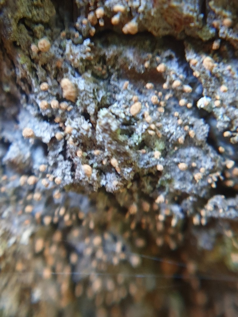 Sclerophora coniophaea photo 7