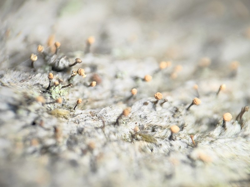 Sclerophora coniophaea photo 8
