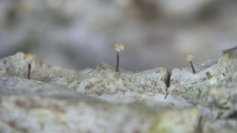 Sclerophora Lichen